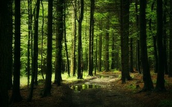 Forest Computer Wallpaper Desktop Background Id