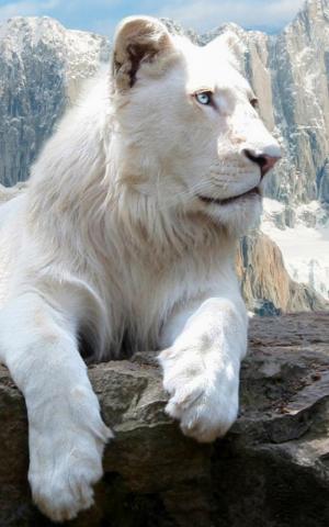 White Lion Wallpaper iPhone Teahub Io