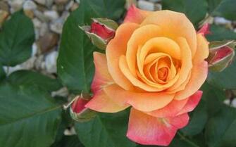Orange Rose