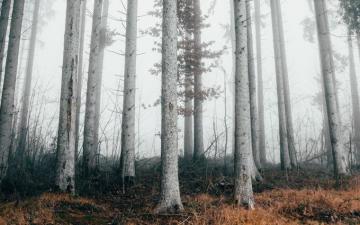 Wallpaper Forest Trees Fog Nature Autumn