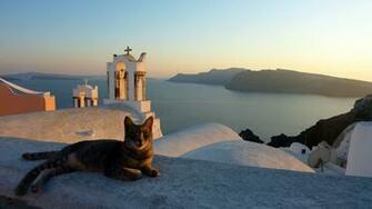 Greek Cat Santorini Greece Cats Kennel Cute