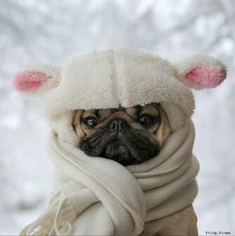 Dogs Who Deserve More Followers Than You Doug The Pug