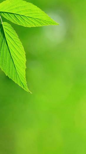 Plant Green Leaves iPhone 6s Plus Wallpaper HD
