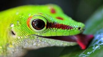 Lizard HD Wallpaper High Quality