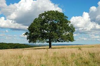 Solitary Tree August Revisited Late Summer 28th