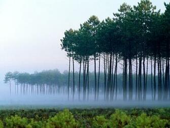 Pine Tree Wallpaper HD Lxzz786 4usky