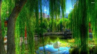 Willow Next To The Pond Wallpaper