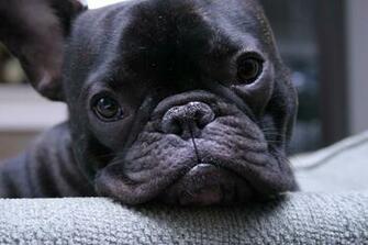 French Bulldog Wallpaper Baby White