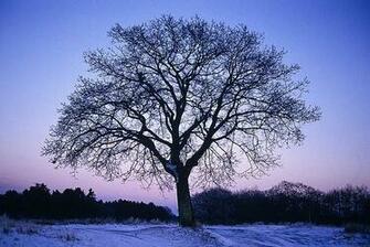 Sunset In Maine Winter Wallpaper Wall Mural Self Adhesive Multiple