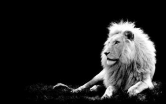 Black And White Animal 3d Wallpaper