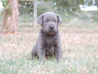 Silver Lab Puppies Labs