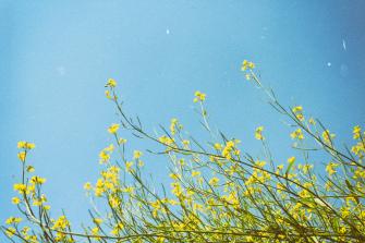 Spring Background Net