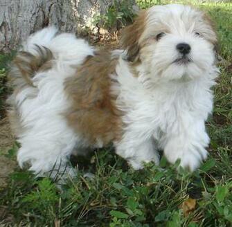 Brown And White Havanese Dog Photo Wallpaper Beautiful