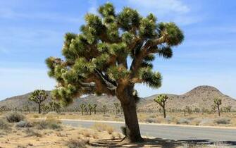 Earth Joshua Tree National Park Wallpaper