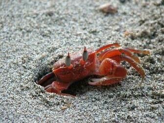 Crab Wallpaper Desktop Background