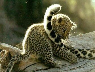 Baby Animal Pictures Wallpaper National Geographic