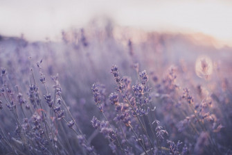 Naturey Moments Aesthetic Desktop Wallpaper Flower