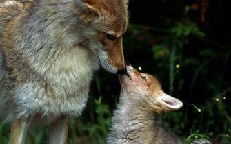 Coyote Dogs Babies Puppy Wallpaper