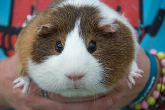 From The Desk Of Elledeeesse Cute Guinea Pig Wordless Wednesday