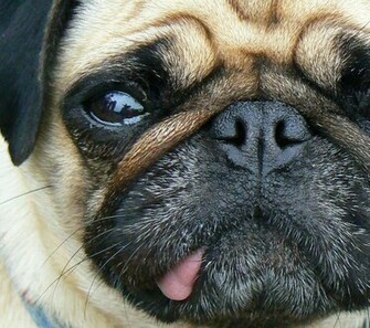 Pug Wallpaper Funny Puppy Sleeping Pugs