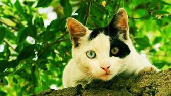 Home Pets And Animals Animal HD Wallpaper
