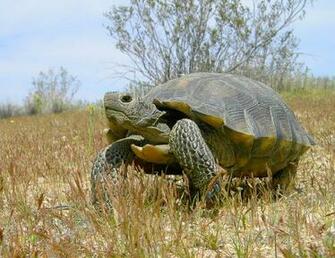 Desert Tortoise Wallpaper Animals Town