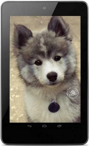 Oreo Pomsky Dog Photos His Name Is Now Months Old