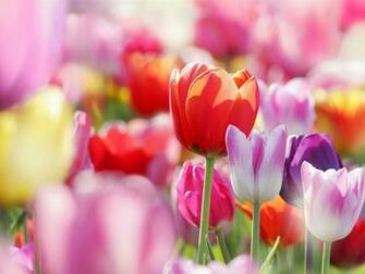 Spring Flowers Tulips Wallpaper Resolution