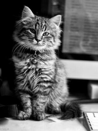 Cute Cat And Imac Screensaver For Amazon Kindle