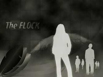 The Flock Dark Maximum Ride Wallpaper