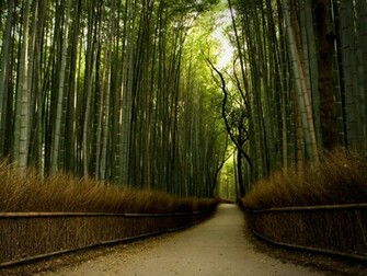 The Bamboo Forest Wallpaper Desktop