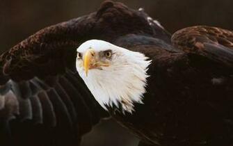 American Bald Eagle Wallpaper Photo And All