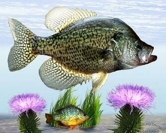 Panfish Wallpaper