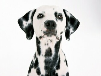 Cute Dalmatian Puppies Wallpaper In HD
