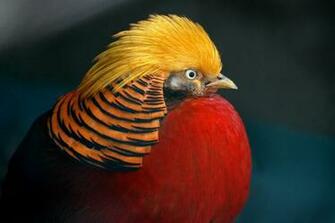 Golden Pheasant Wallpaper Animal Hq