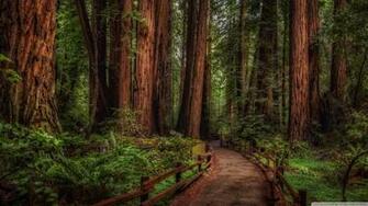 Cathedral Grove Rainforest 4k HD Desktop Wallpaper For Ultra