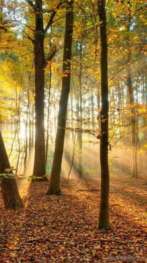 iPhone Fall Forest HD Wallpaper