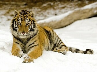 Best Desktop HD Wallpaper Tiger