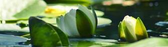 Lily Wallpaper Html Armenia Water