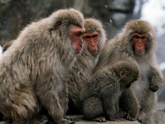 Hq Japanese Snow Monkey Wallpaper