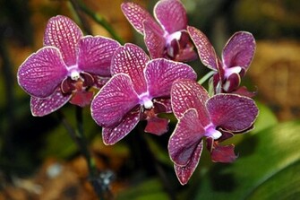 Purple Orchid Wallpaper