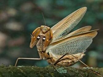 Insects Wallpaper Collection Of Desktop For You