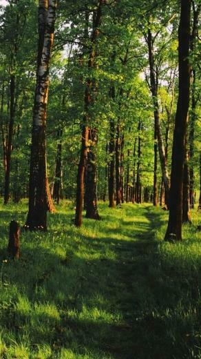Lush Forest iPhone Wallpaper Top