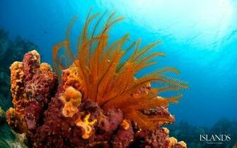 Dominica Background Diving Snorkeling Caribbean Desktop Wallpaper