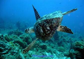 108123d1339138690 Sea Creatures Wallpaper Picture Jpg