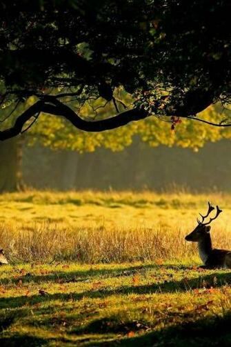 Autumn Forest And Deer iPhone HD Wallpaper