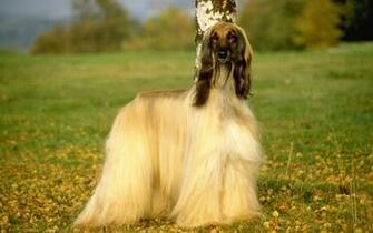 Afghan Hound Wallpaper X Net