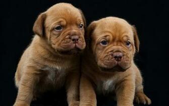 Dogue De Bordeaux Wallpaper