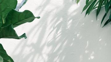 Mac Wallpaper Plants Teahub Io