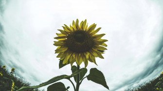 Dark Sunflower Wallpaper